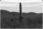 Cactus, Arizona