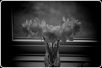 Daffodills in the window, Nova Scotia