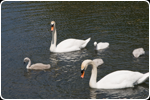 Family of Swans Black Ash Creek, Collingwood, Ontario, June 2012