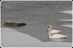 Swans Collingwood Harbour. Collingwood, Ontario. Mar 2012