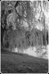 Willow tree, Ontario