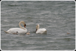 Family of Swans Collingwood Harbour, May 2012
