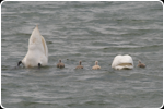 Family of Swans Collingwood Harbour, May 2012