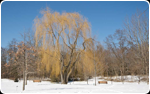 Willow tree in Collingwood Arboretum. Collingwood, Ontario. Feb 2012